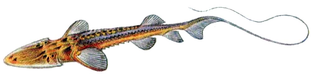 Большой амударьинский лжелопатонос (Pseudoscaphirhynchus kaufmanni), рисунок картинка осетрообразные рыбы