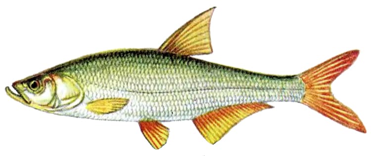 Монгольский краснопер (Chanodichthys mongolicus), рисунок картинка рыбы