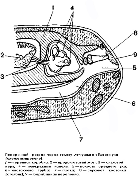 Поперечный разрез через голову лягушки в области уха, рисунок картинка