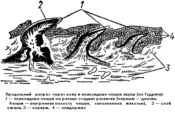 Продольный разрез через кожу и плакоидные чешуи акулы, рисунок картинка