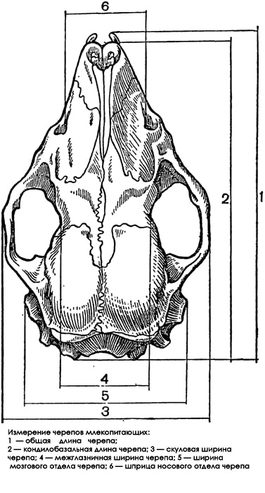 Измерение черепов млекопитающих, черно-белый рисунок картинка животные