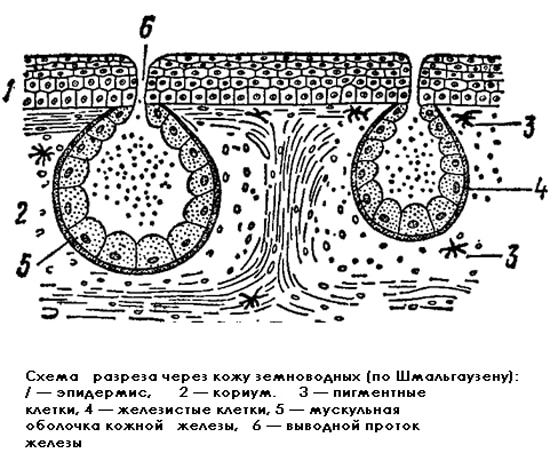 Схема разреша через кожу земноводных (амфибий), рисунок картинка