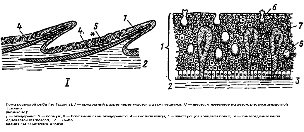 Кожа костистой рыбы (по Гудричу), черно-белый рисунок схема