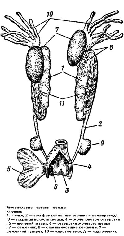 Мочеполовые органы самца лягушки, рисунок картинка