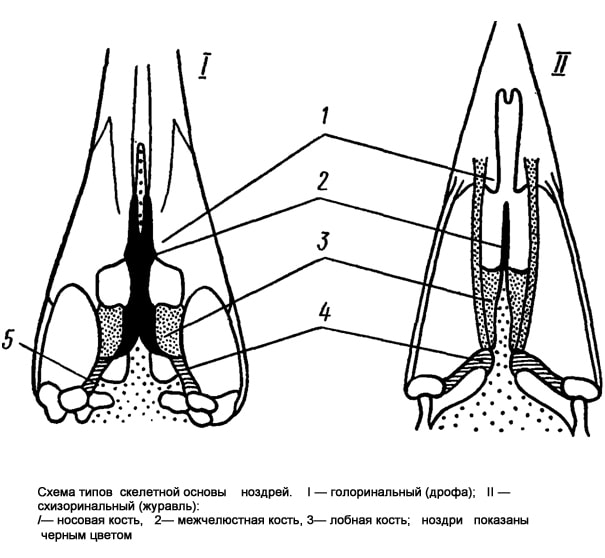 Схема типов скелетной основы ноздрей птиц, рисунок картинка строение птиц