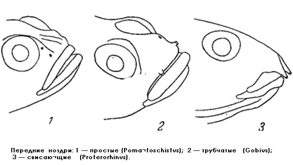 Ноздри рыб: простые, трубчатые, свисающие, схема рисунок