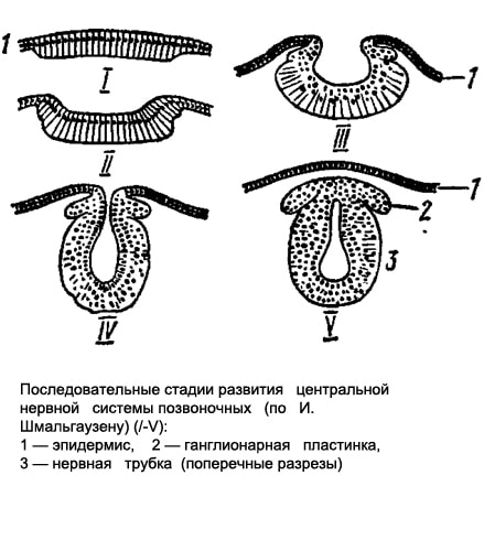 Последовательные стадии развития центральной нервной системы позвоночных животных, рисунок картинка схема