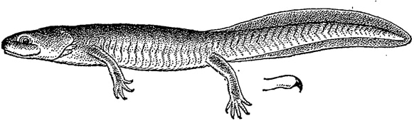 Уссурийский углозуб (Onychodactylus fischeri), рисунок картинка земноводные животные