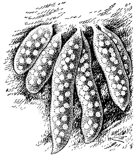 Кладка семиреченского лягушкозуба (Ranodon sibiricus), рисунок картинка амфибии
