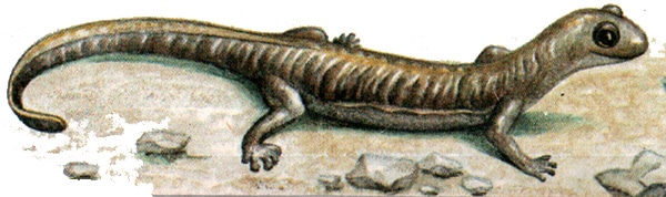 Семиреченский лягушкозуб (Ranodon sibiricus), рисунок картинка хвостатые амфибии