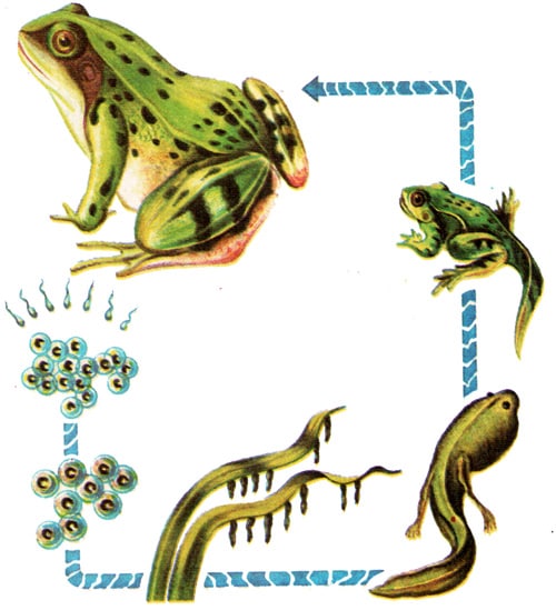 Метаморфоз лягушки, рисунок картинка
