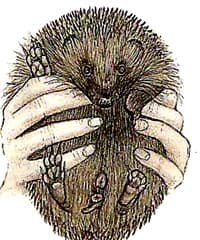 ежик - самка, рисунок взять с сайта http://www.whh.org/