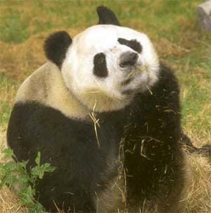 панда, панда малая (Ailurus fulgens), фото, фотография