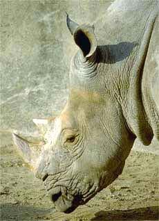 Носорог, фото фотография, непарнокопытные
