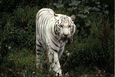 Белый тигр, фото фотография