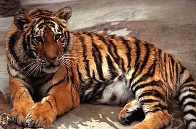 Тигр, амурский тигр, уссурийский тигр (Panthera tigris), фото, фотография