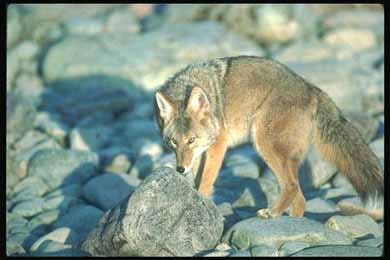 Волк, фото, серый волк (Canis lupus), фотография