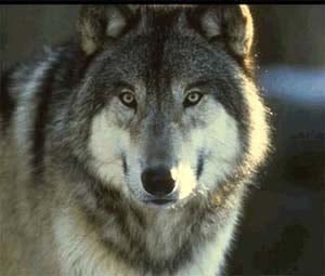 Волк, серый волк (Canis lupus), фото, фотография