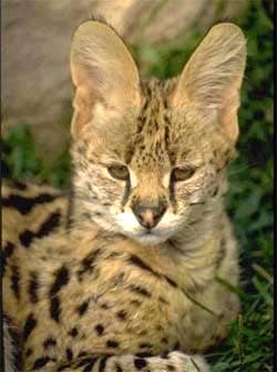 Сервал, пустынная кошка (Felis serval), фото фотография, хищники