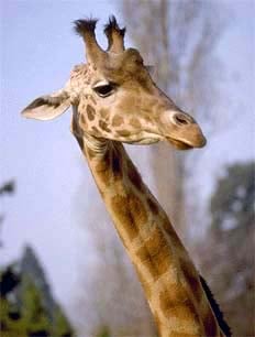 Жираф (Camelopardalis giraffa), фото фотография, парнокопытные