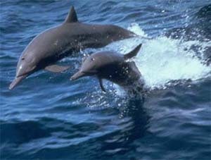 Дельфины, фото фотография
