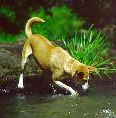 динго, австралийский динго (Canis dingo), фотография