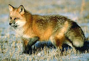 обыкновенная лисица, рыжая лисица, лиса (Vulpes vulpes), фото, фотография
