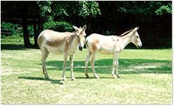 кулан (Equus hemionus), фото, фотография