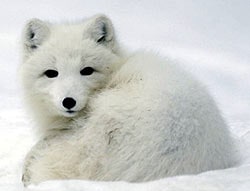песец, полярная лисица, командорский голубой песец, медновский голубой песец (Alopex lagopus), фото, фотография