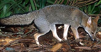 седой зорро, бразильская лиса (Dusicyon (= Pseudalopex) vetulus), фото, фотография