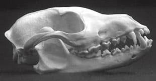 череп южноамеpиканского майконга, лисицы саванной, череп лесной лисицы (Dusicyon (= Cerdocyon) thous), фото, фотография