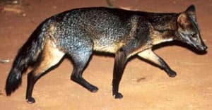 южноамеpиканский майконг, лисица саванная, лесная лисица, собака-крабоед (Dusicyon (= Cerdocyon) thous), фото, фотография