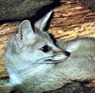 африканская лисица (Vulpes pallida), фото, фотография