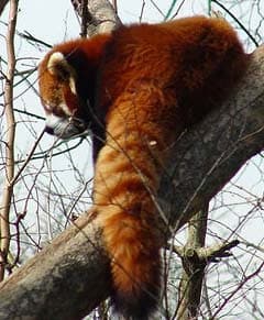 красная панда, малая панда (Ailurus fulgens), фото, фотография