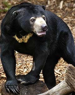 солнечный медведь, малайский медведь, бируанг, медовый медведь (Helarctos malayanus), фото, фотография
