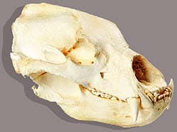 череп медведя-губача, медведя-муравьеда (Melursus ursinus), фото, фотография