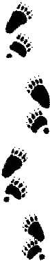 следы североамериканского черного медведя, барибала (Ursus americanus), фото, фотография