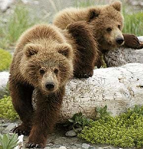 бурый медведь (Ursus arctos), фото, фотография