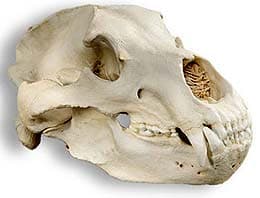 череп бурого медведя, череп гризли (Ursus arctos), фото, фотография