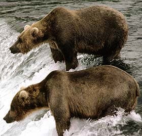 бурый медведь, гризли (Ursus arctos), фото, фотография