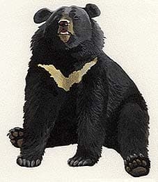 белогрудый медведь, черный тибетский медведь, уссурийский медведь (Ursus thibetanus), фото, фотография