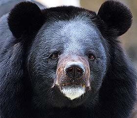 черный азиатский медведь, черный гималайский медведь, лунный медведь (Ursus thibetanus), фото, фотография
