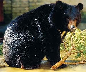белогрудый медведь, черный тибетский медведь, черный гималайский медведь, лунный медведь (Ursus thibetanus), фото, фотография