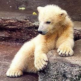 полярный медведь, белый медведь (Ursus maritimus), фото, фотография