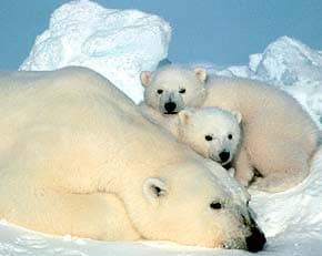 полярный медведь (Ursus maritimus), фото, фотография