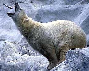 белый медведь, полярный медведь, ошкуй (Ursus maritimus), фото, фотография