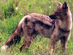 полосатый шакал, шакал полосатый (Canis adustus), фото, фотография