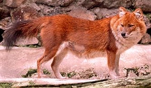 красный волк, дикая индийская собака (Cuon alpinus, Canis alpinus), фото, фотография