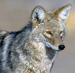 койот, луговой волк (Canis latrans), фото, фотография