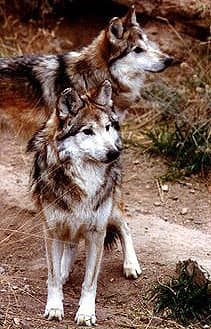 волк мексиканский (Canis lupus baileyi), фото, фотография